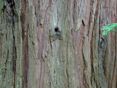 Ecorce du Calocèdre ou Cèdre à encens ou Cèdre blanc de Ca… 