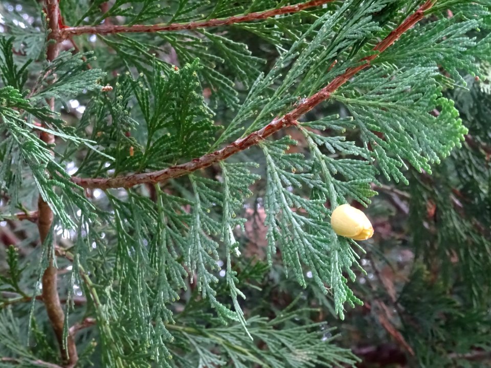 Cône femelle du Calocèdre ou Cèdre à encens ou Cèdre blanc… 