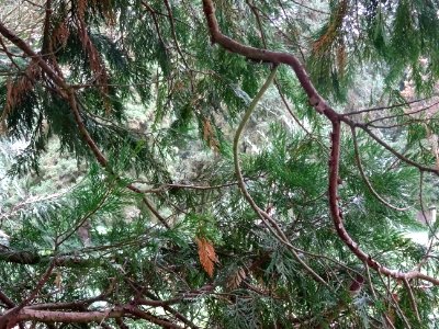 Calocèdre ou Cèdre à encens ou Cèdre blanc de Californie, … 