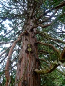 Tronc et branches du Calocèdre ou Cèdre à encens ou Cèdre … photo