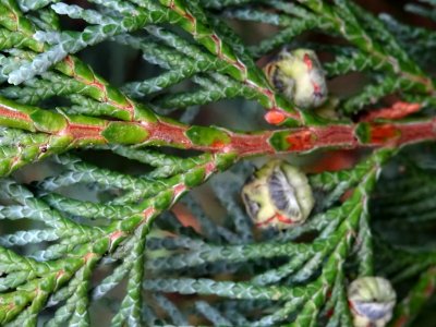 Cyprès de Lawson, Chamaecyparis lawsoniana, Cupressacées, … 