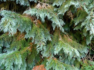 Cyprès de Lawson, Chamaecyparis lawsoniana, Cupressacées, … 