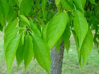 Arbre à gomme, Eucommia ulmoides, Eucommiacées, Arboretum … 