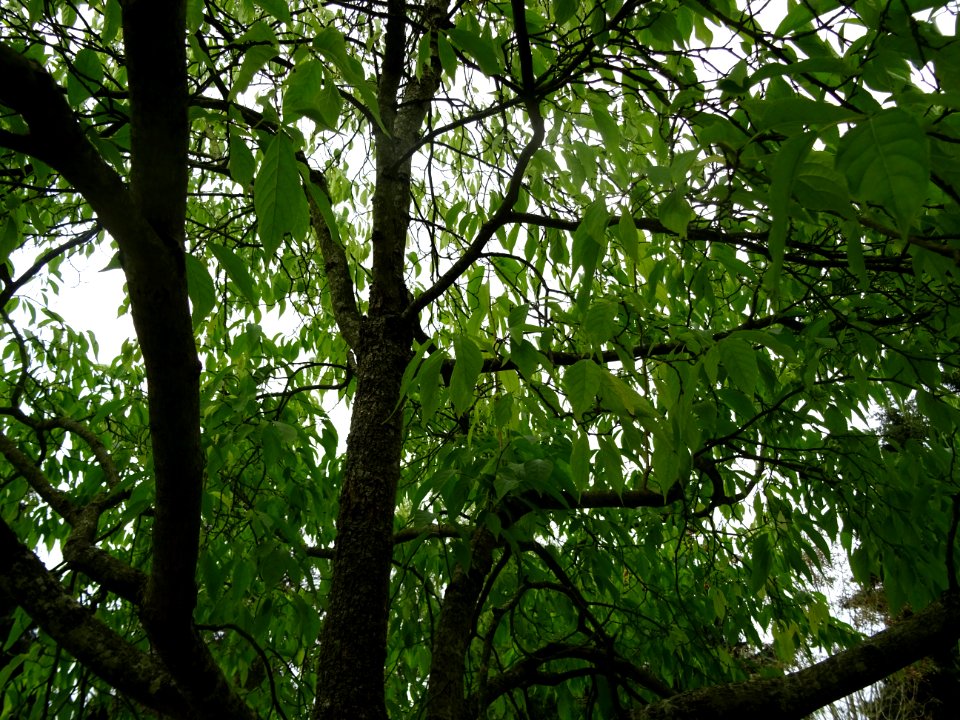 Arbre à gomme, Eucommia ulmoides, Eucommiacées, Arboretum … 