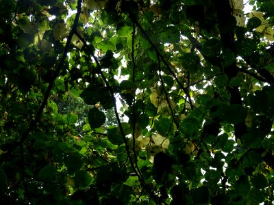 Tilleul du Caucase, Tilia dasystyla, Tiliacées, Arboretum … 