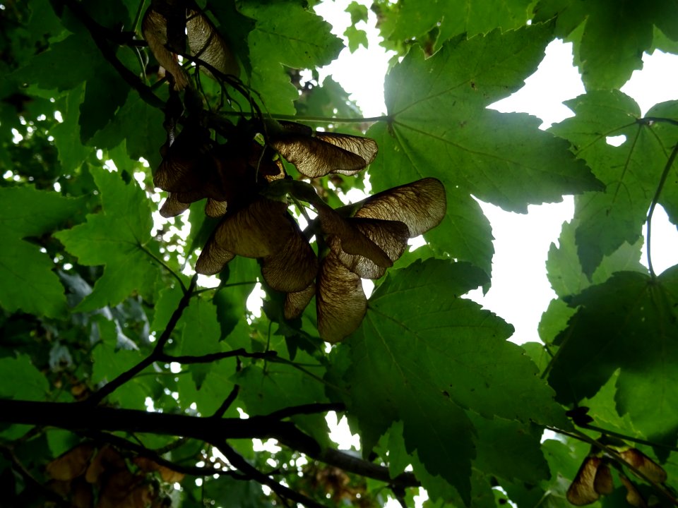 Erable velours, Acer velutinum, Acéracées, Arboretum de Ch… 