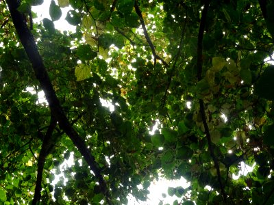 Tilleul du Caucase, Tilia dasystyla, Tiliacées, Arboretum … 
