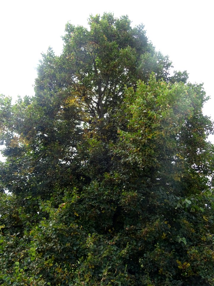 Tilleul du Caucase, Tilia dasystyla, Tiliacées, Arboretum … 