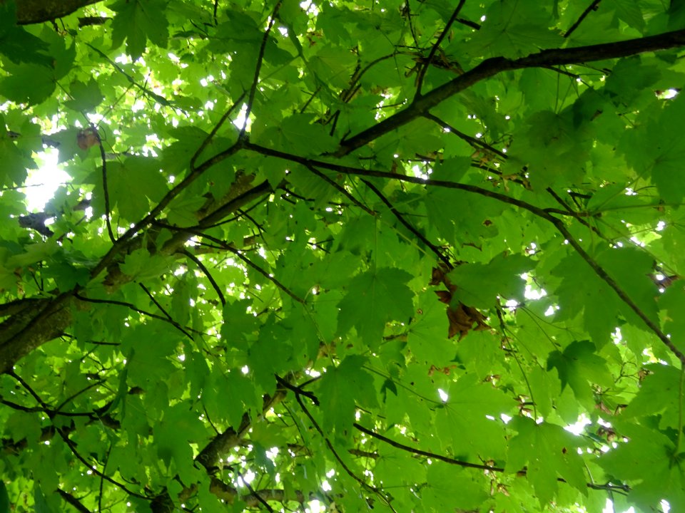 Erable velours, Acer velutinum, Acéracées, Arboretum de Ch… 