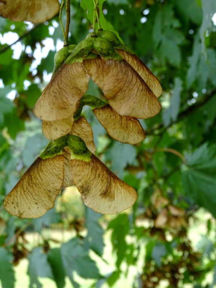Erable velours, Acer velutinum, Acéracées, Arboretum de Ch… 