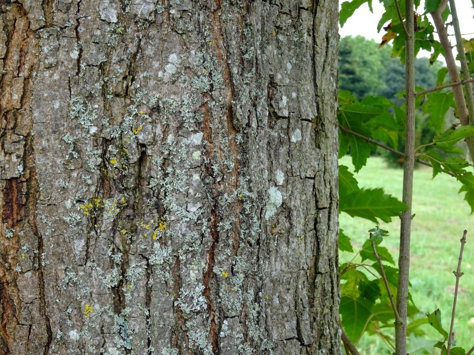 Ecorce de l'Erable du fleuve Amour, Acer ginnala, Acéracée… 