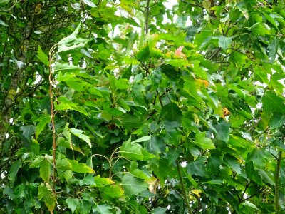 Erable du fleuve Amour, Acer ginnala, Acéracées, Arboretum… 