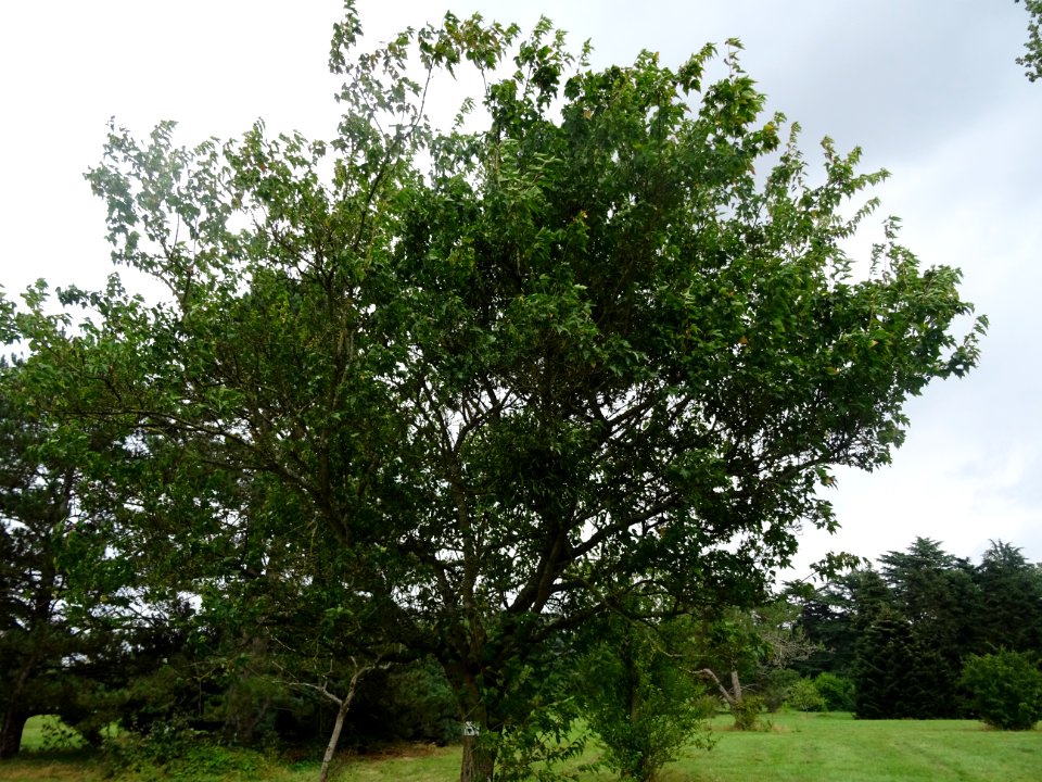 Erable du fleuve Amour, Acer ginnala, Acéracées, Arboretum… 