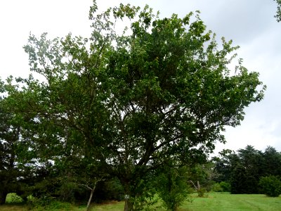 Erable du fleuve Amour, Acer ginnala, Acéracées, Arboretum… 