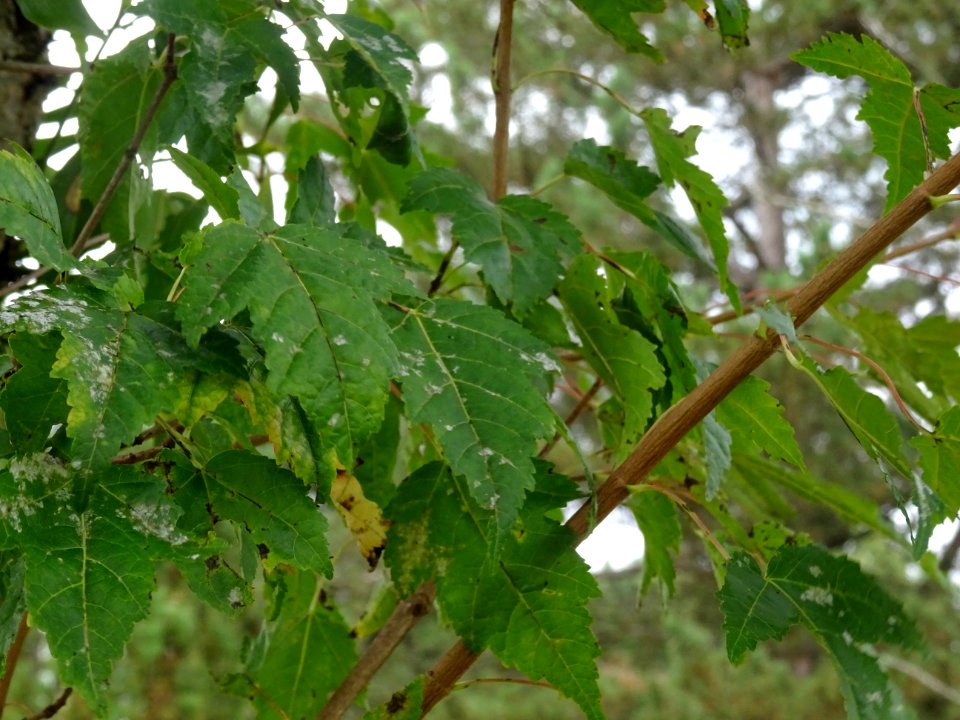 Erable du fleuve Amour, Acer ginnala, Acéracées, Arboretum… 