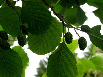 Aulne glutineux, Alnus glutinosa, Betulacées, Arboretum de… 