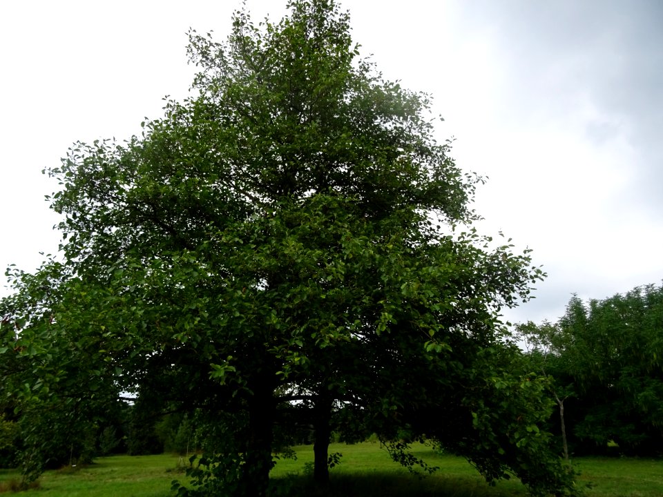 Aulne glutineux, Alnus glutinosa, Betulacées, Arboretum de… 