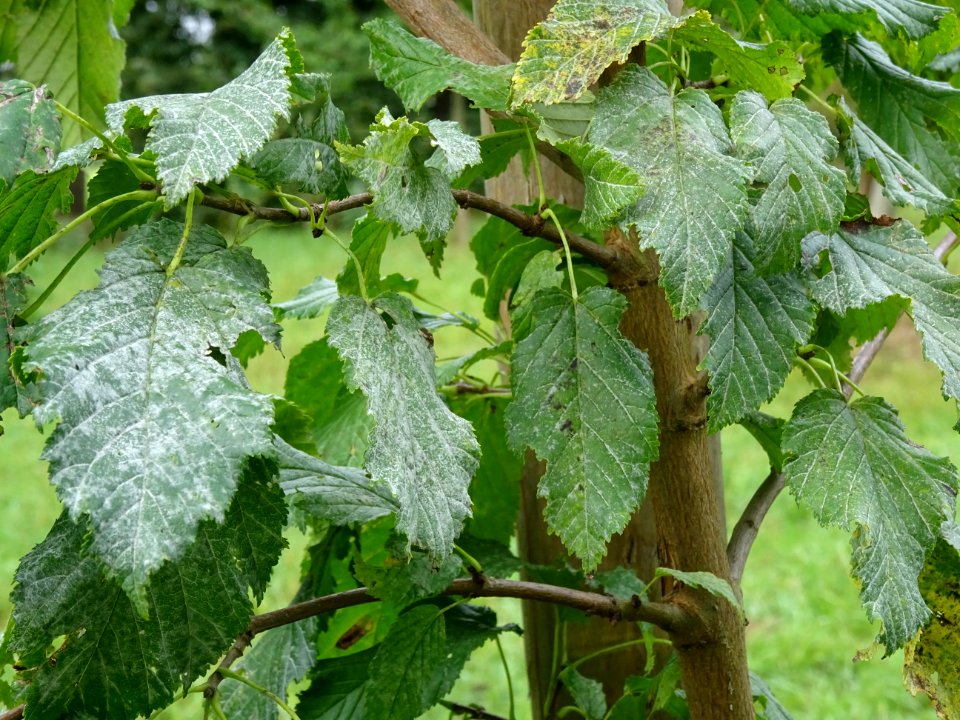 Erable de Tartarie, Acer tataricum, Acéracées, Arboretum d… 