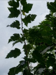 Erable de Tartarie, Acer tataricum, Acéracées, Arboretum d… 