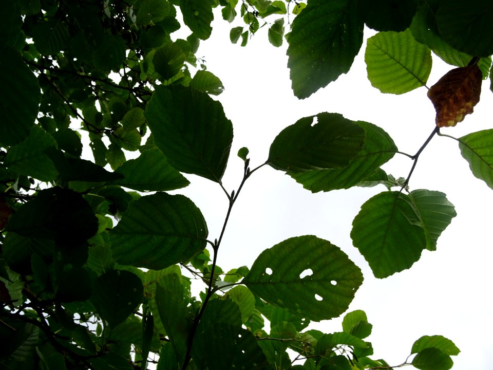 Aulne glutineux, Alnus glutinosa, Betulacées, Arboretum de… 