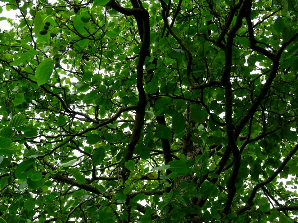 Aulne glutineux, Alnus glutinosa, Betulacées, Arboretum de… 