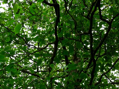 Aulne glutineux, Alnus glutinosa, Betulacées, Arboretum de… 