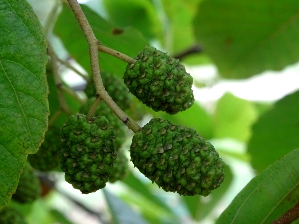 Aulne glutineux, Alnus glutinosa, Betulacées, Arboretum de… 