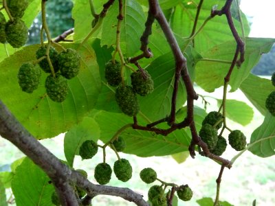 Aulne glutineux, Alnus glutinosa, Betulacées, Arboretum de… 