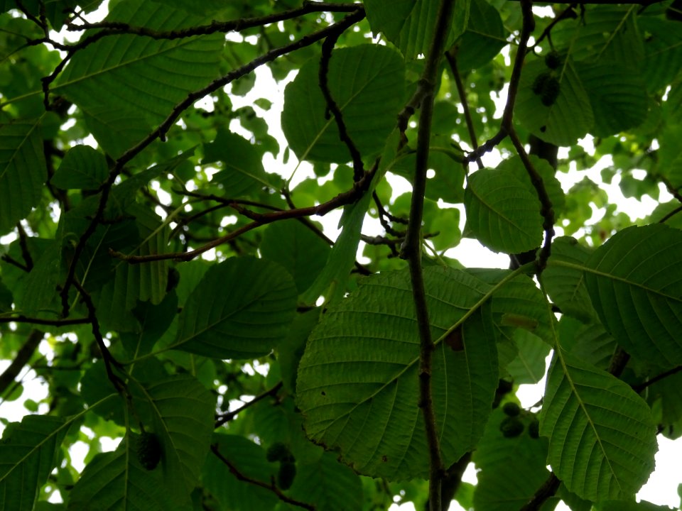 Aulne glutineux, Alnus glutinosa, Betulacées, Arboretum de… 