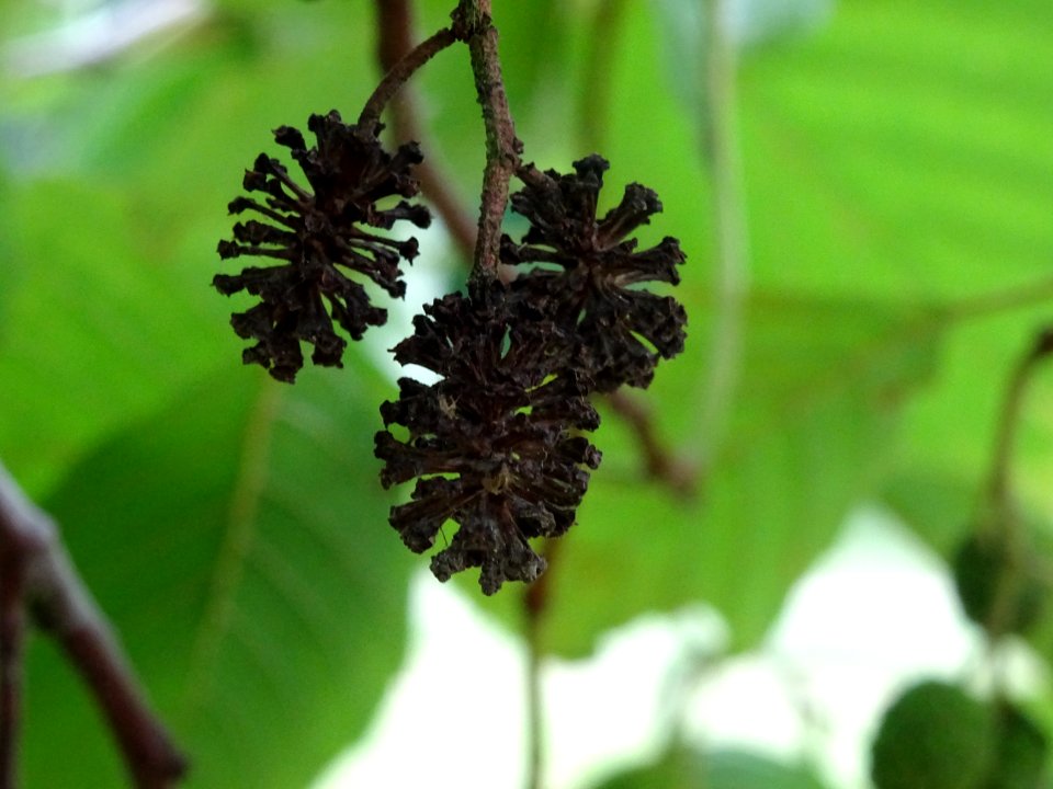 Aulne glutineux, Alnus glutinosa, Betulacées, Arboretum de… 
