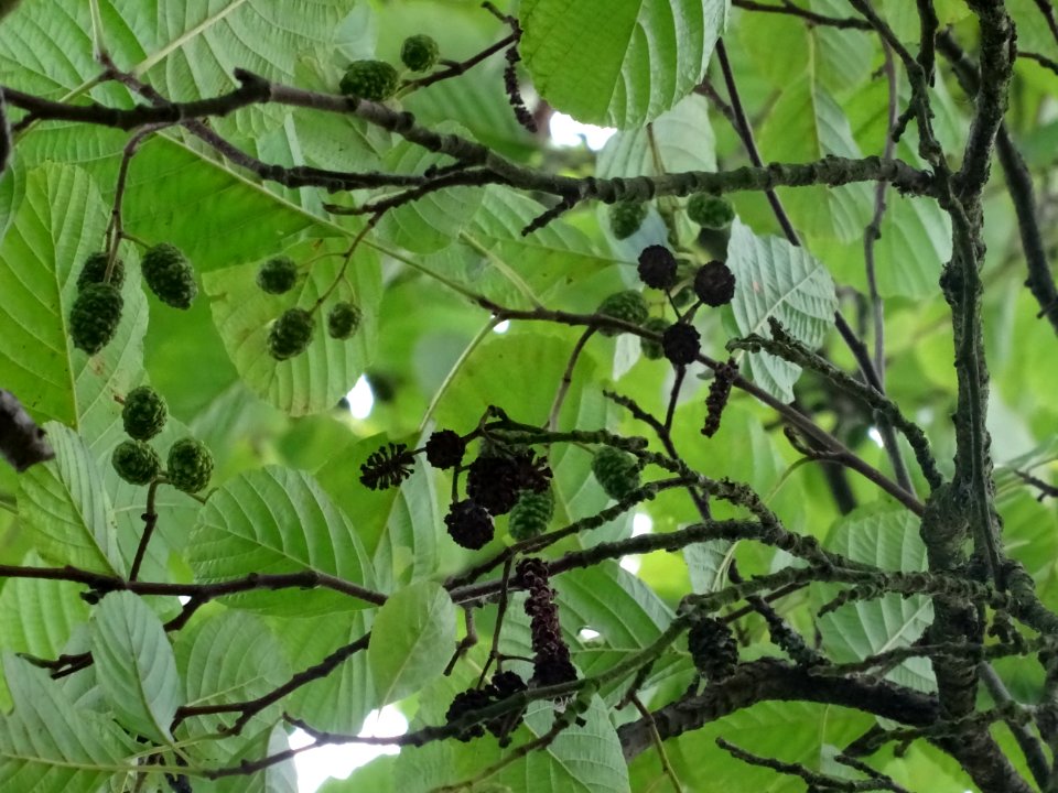 Aulne glutineux, Alnus glutinosa, Betulacées, Arboretum de… 