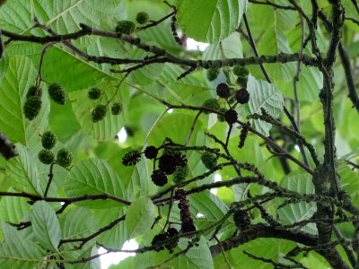 Aulne glutineux, Alnus glutinosa, Betulacées, Arboretum de… 