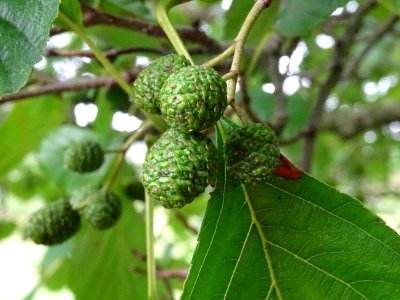 Aulne glutineux, Alnus glutinosa, Betulacées, Arboretum de… 