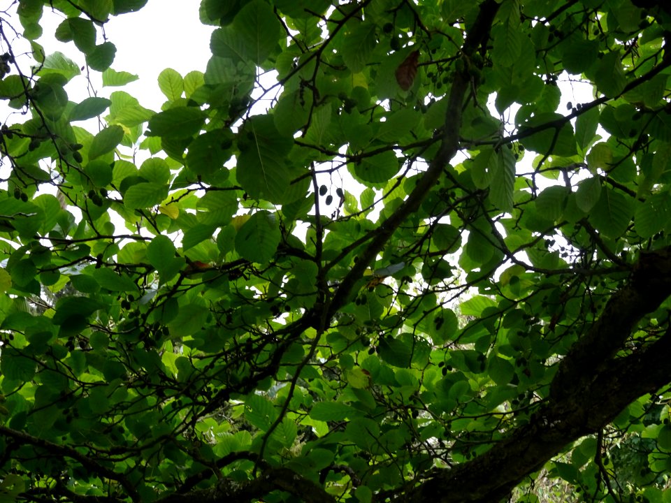 Aulne glutineux, Alnus glutinosa, Betulacées, Arboretum de… 