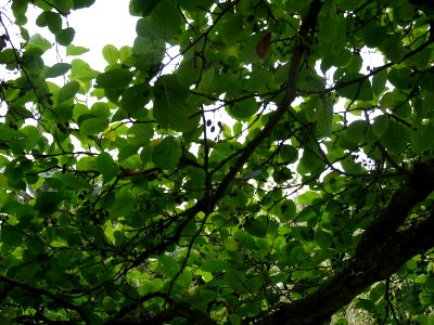 Aulne glutineux, Alnus glutinosa, Betulacées, Arboretum de… 