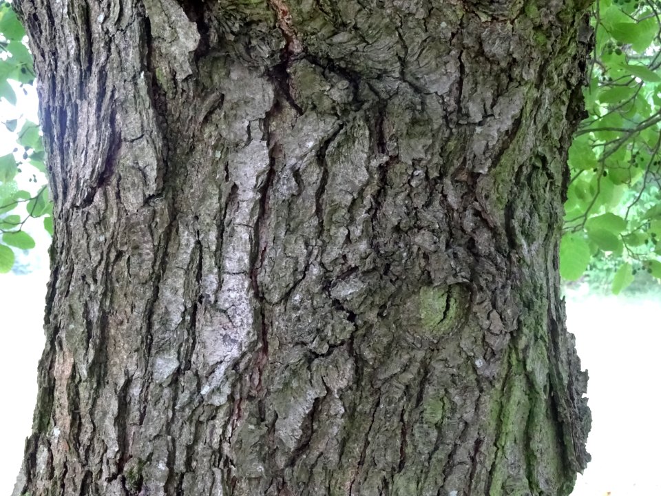 Ecorce de l'Aulne glutineux, Alnus glutinosa, Betulacées, … 