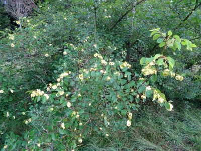 Paliure ou Epine de Christ, Paliurus spina-christi, Rhamna… 