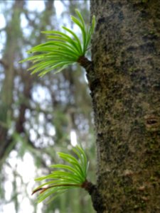 Mélèze de Chine ou Faux Mélèze, Pseudolarix amabilis ou Ps… 