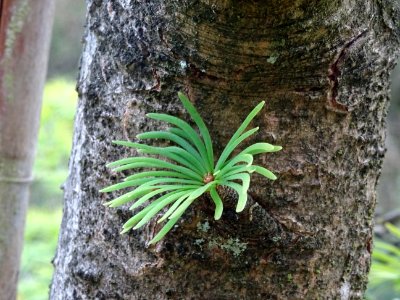 Mélèze de Chine ou Faux Mélèze, Pseudolarix amabilis ou Ps… 