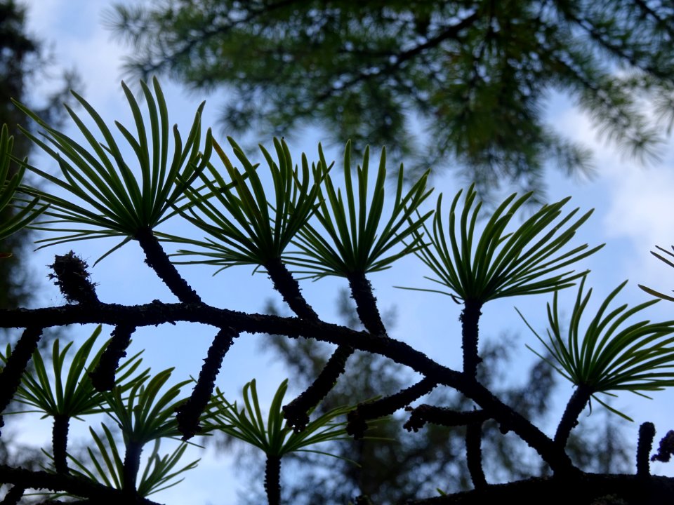 Mélèze de Chine ou Faux Mélèze, Pseudolarix amabilis ou Ps… 