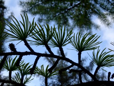 Mélèze de Chine ou Faux Mélèze, Pseudolarix amabilis ou Ps… 