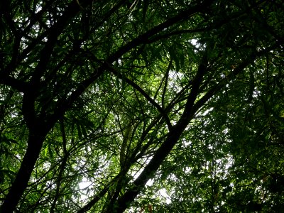 Chêne saule, Quercus phellos, Fagacées, Arboretum de Chèvr… 