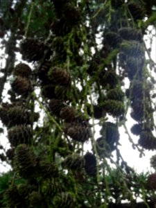 Cônes du Mélèze du Japon, Larix kaempferi 'Blue Rabbit wee… 