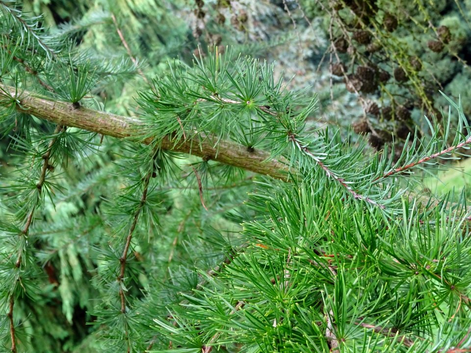 Mélèze du Japon, Larix kaempferi 'Blue Rabbit weeping', Pi… 