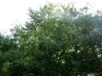 Chêne saule, Quercus phellos, Fagacées, Arboretum de Chèvr… 