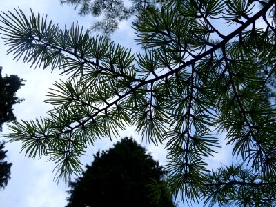 Mélèze de Chine ou Faux Mélèze, Pseudolarix amabilis ou Ps… 