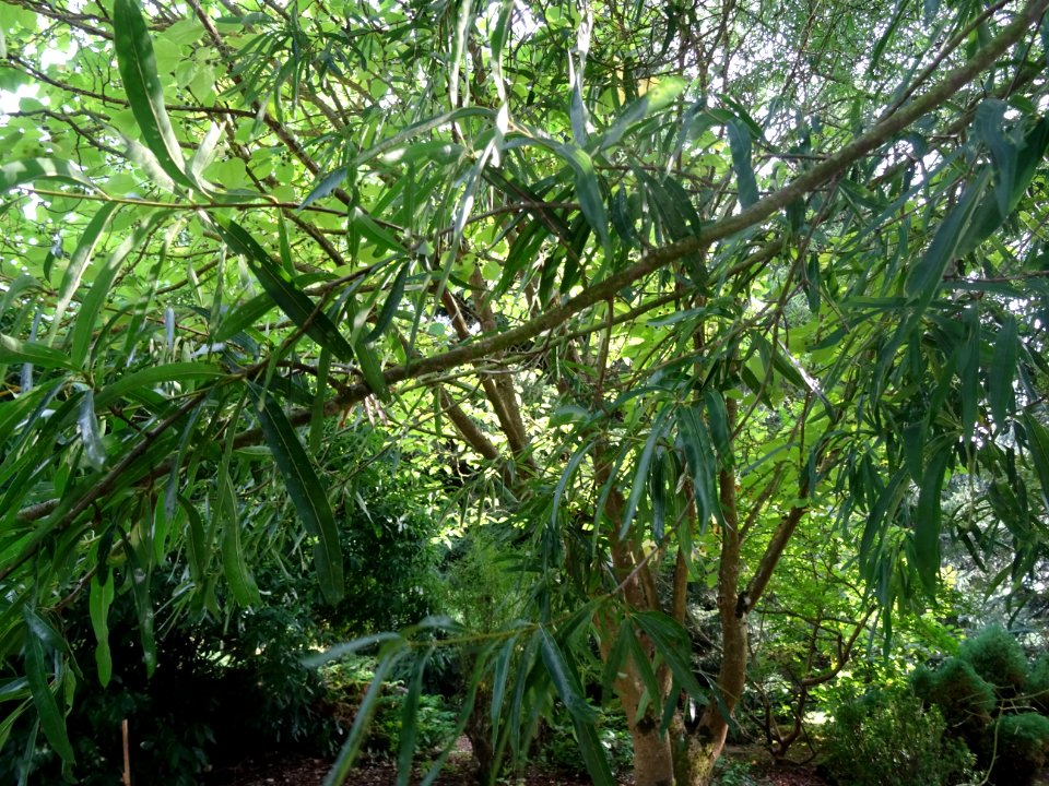 Chêne saule, Quercus phellos, Fagacées, Arboretum de Chèvr… 
