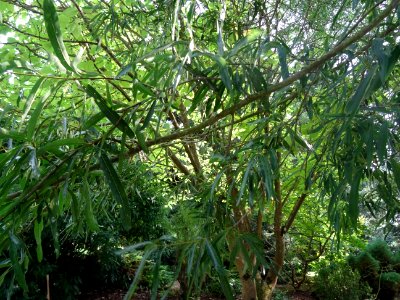 Chêne saule, Quercus phellos, Fagacées, Arboretum de Chèvr… 