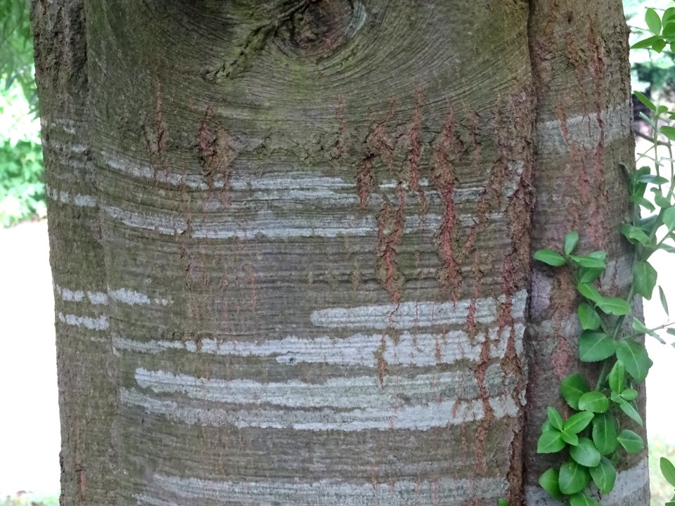 Ecorce du Chêne saule, Quercus phellos, Fagacées, Arboretu… 