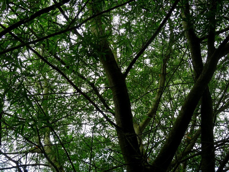 Chêne saule, Quercus phellos, Fagacées, Arboretum de Chèvr… 